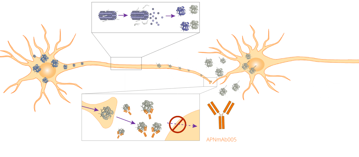 APNmAb005 image